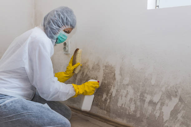 Mold Odor Removal Services in Wheelersburg, OH